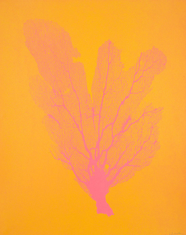 Jo de Pear :  Sea Fan 2:  Dark Pink on Orange