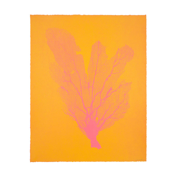 Jo de Pear :  Sea Fan 2:  Dark Pink on Orange