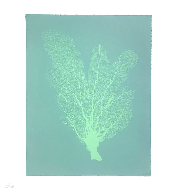 Jo de Pear :  Sea Fan 2:  Turquoise on Aqua