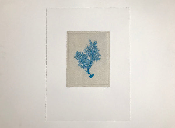 Jo de Pear - Sea Fan Etching I - Blue