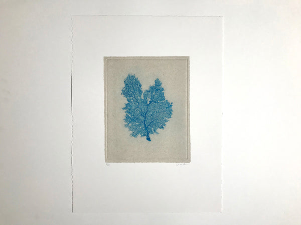 Jo de Pear - Sea Fan Etching III Blue on White