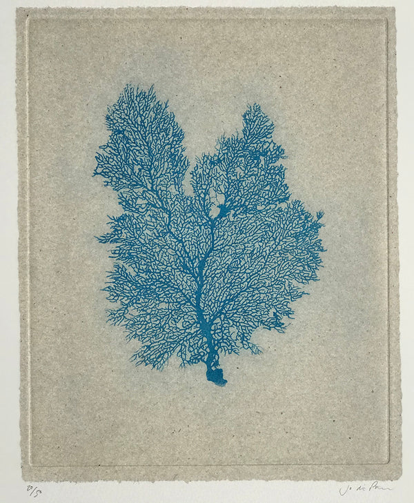 Jo de Pear - Sea Fan Etching III Blue on White