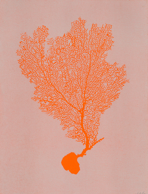 Jo de Pear :  Sea Fan 1: Orange on Candy