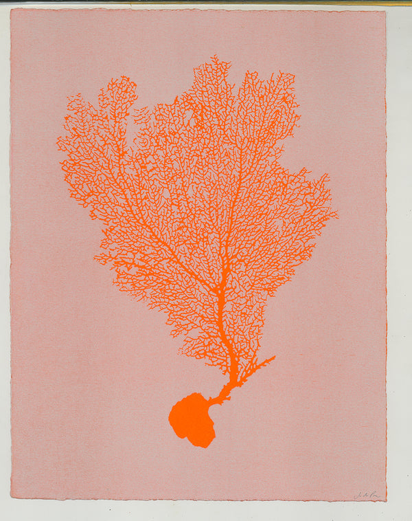 Jo de Pear :  Sea Fan 1: Orange on Candy