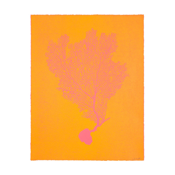 Jo de Pear :  Sea Fan 1: Pink on Orange