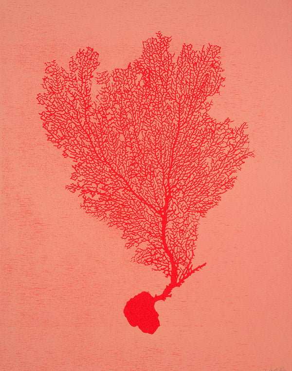 Jo de Pear :  Sea Fan 1: Red on Orange