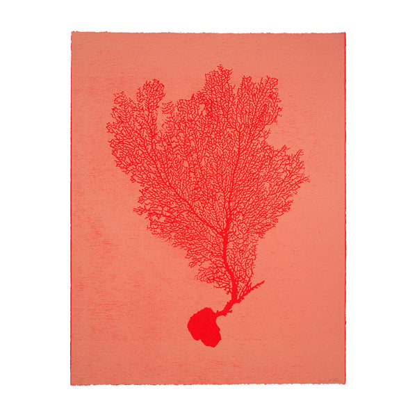 Jo de Pear :  Sea Fan 1: Red on Orange