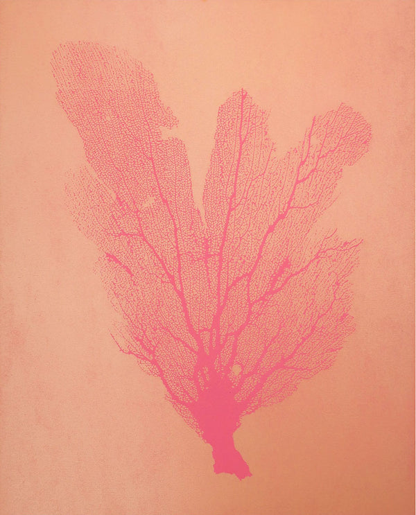 Jo de Pear :  Sea Fan 2:  Rose on Coral