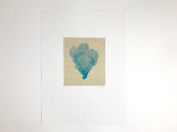 Jo de Pear - Sea Fan Etching II Blue on White