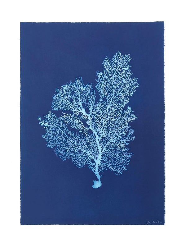 Jo de Pear - Sea Fan III