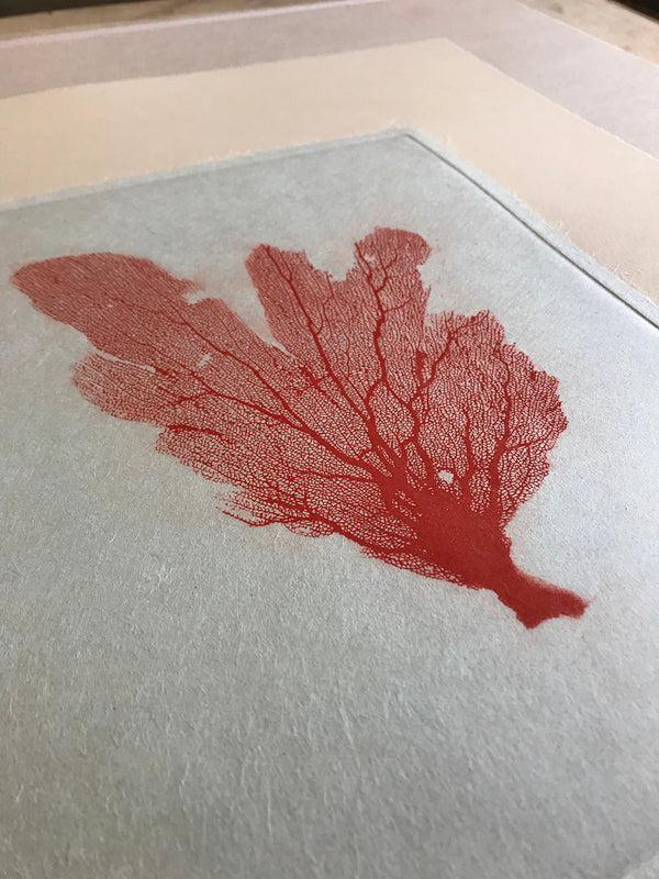 Jo de Pear - Sea Fan Etching III Red on Tan