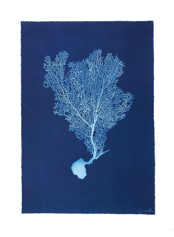 Jo de Pear - Sea Fan V