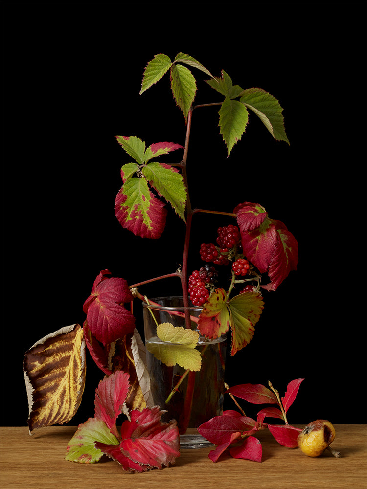 Kevin Dutton - Autumn Plants #4