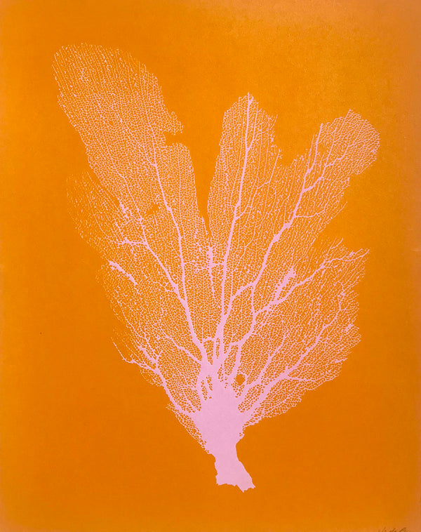 Jo de Pear :  Sea Fan 2:  Light Pink on Orange