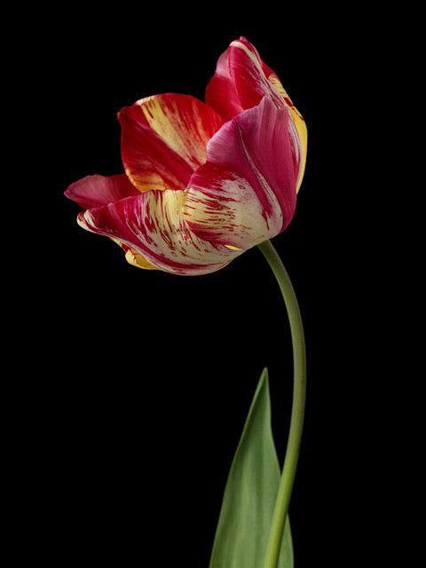 Kevin Dutton Flowers Botanical Photography
