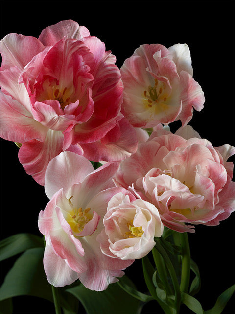 Kevin Dutton Flowers Botanical Photography